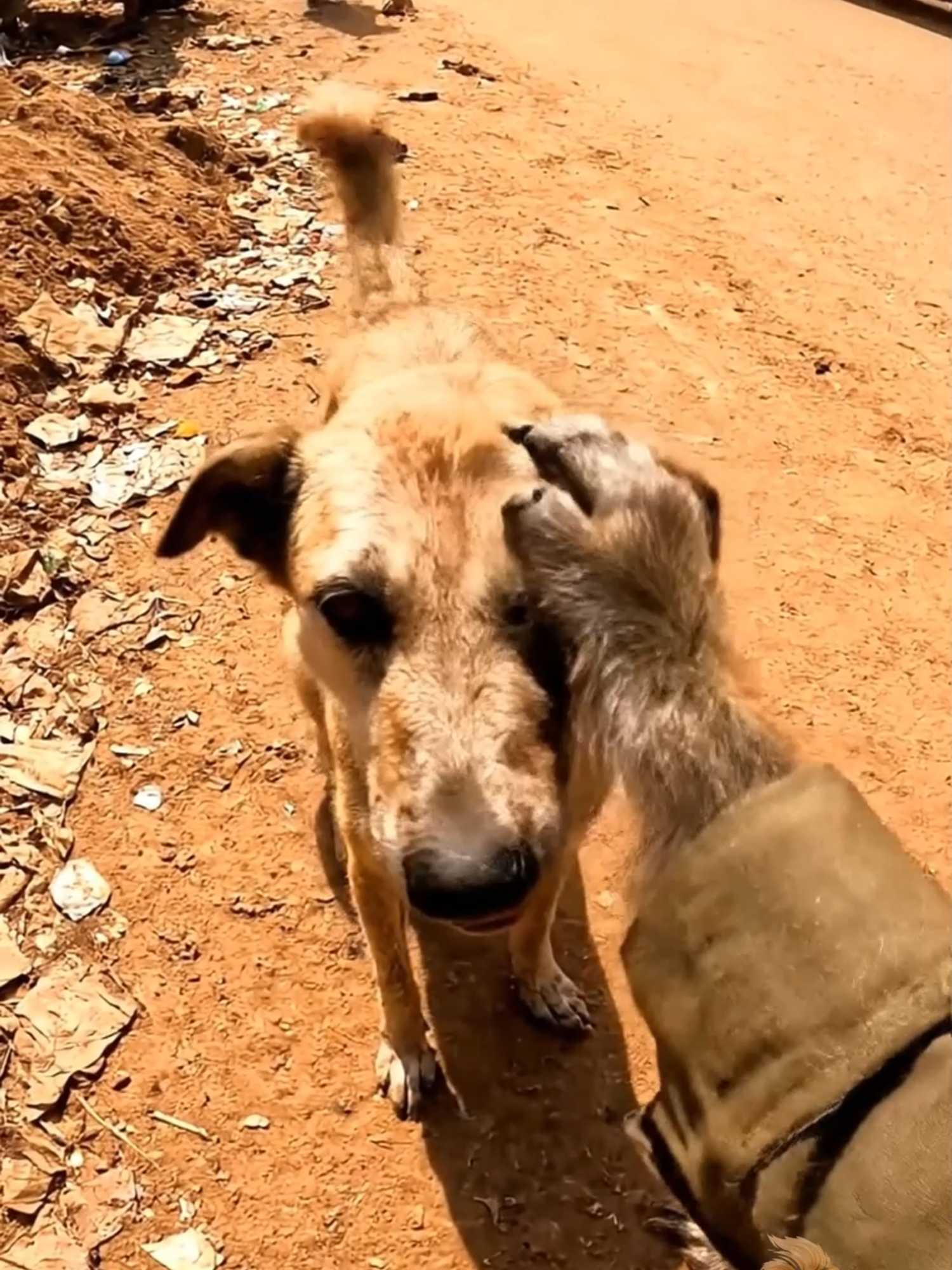 අඩෝ කසුනා! හෙන කාලෙකින් දැක්කේ #monkeyvideos #monkeyvideosfunny🐵🐒🙈🙉🙊🦍🦧 #aimonkeytrend #trending #fyp #veo3