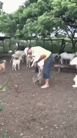 🍗 Naget bukan sembarang naget… ini naget yang bikin “chizy” tiap gigit! 😋 Luar krispi, dalamnya lembuuut banget~ Cocok buat: ✅ Bekal anak sekolah ✅ Cemilan pas nonton drakor ✅ Penyelamat perut pas mager masak 💥 Cukup goreng sebentar, langsung kriuk & gurih mantap! Tersedia di Miguna Susu & Frozen Food 🧊 Yuk belanja via Grab, Gojek, atau WA admin aja — tinggal duduk, naget datang 🤭 #MigunaFrozenFood #NagetCrispy #OhiChiz #FrozenFoodEnak #CemilanAntiRibet 