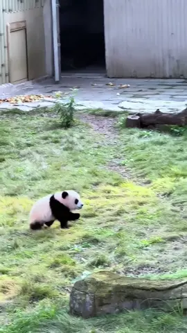 Adorable baby panda 🐼😍🥰🥰#babypanda #cute #panda #cutebaby #cuteanimals 
