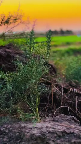 #هيه_هيجي_تبيع_روحك_للغريب #سمير_صبيح #جبار_رشيد #شعراء_وذواقين_الشعر_الشعبي🎸 #تصويري_احترافي_الاجواء👌🏻🕊😴 