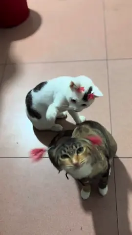 cute #kucinglucu #kucingtiktok #kucing #kucingku #kucinggemoy 