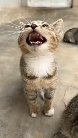 So cute #cutecat #pet #kucing #kitty #funny 