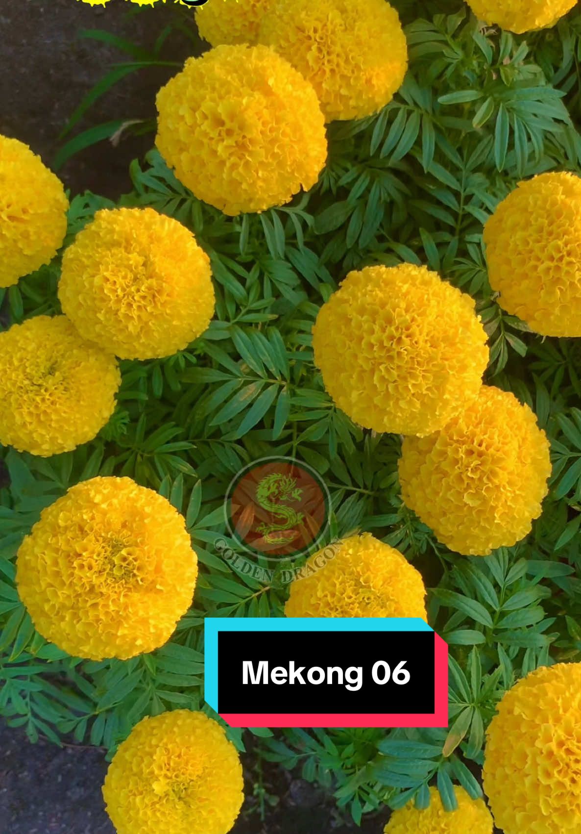 Lúc chưa có dòng super B2 và B2pro thì mekong 06 là lựa chọn tuyệt vời nhưng hiện tại vẫn là lựa chọn tuyệt vời của dòng Lùn vì B2 và B2pro là cao lỡ 😂#vanthorongvang #vanthof1 #hoavantho #hoavanthof1 #hoavanthotet 