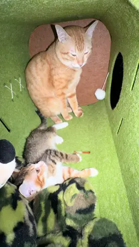 จ๋วยและเจิ๋น #Oxygen141029 #สวนสัตว์tiktok #tiktokthailand 