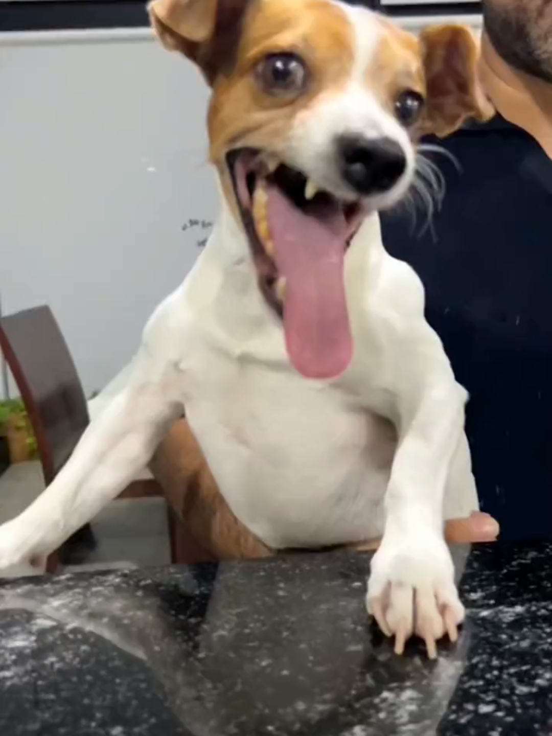 #meme #dog #laugh #laughdog #fyp #soundtrending #soundviral #xh #xhtiktok