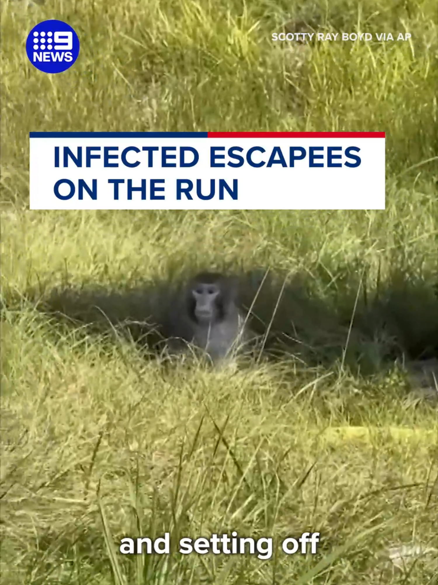 Three monkeys remain unaccounted for. 🙈 #9News