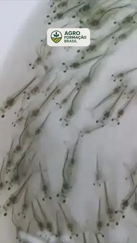 🔥 Quer transformar uma simples caixa d’água em uma fonte de renda extra? 🔥 No Projeto Camarão Lucrativo, você aprende, passo a passo, como criar camarões em casa, com baixo investimento e retorno rápido! ✅ Guia completo de montagem e manejo vídeo aulas completas  e acompanhamento com nossos especialistas  ✅ Técnicas testadas para maximizar a produção ✅ Suporte direto para tirar todas as suas dúvidas ✅ Lucro médio de R$2.000 a R$5.000 no primeiro mês 