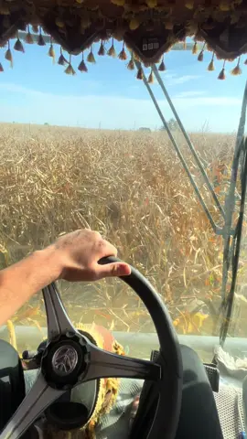 #biçercileralemi🙌💚biz #ŞAFAKÇELEBİ#LEBANA#misir 