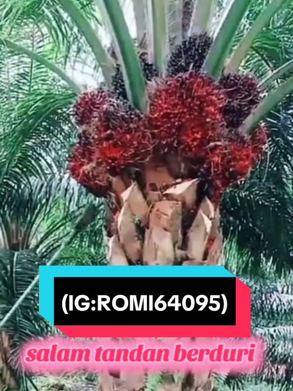 panen sawit super#petanisawit #tandanberduri #petanisawitriau #petanisukses #sawitsuper 