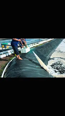 Sampling udang Vannamei #tambakudang #vannameishrimp 