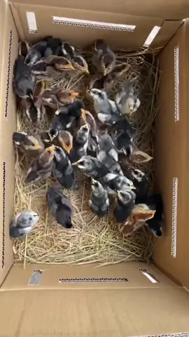 Mẹo hay cho ae mới nuôi gà ! #gà_chọi_việt_nam #gàchoivietnam🇻🇳 #gà #Gà 