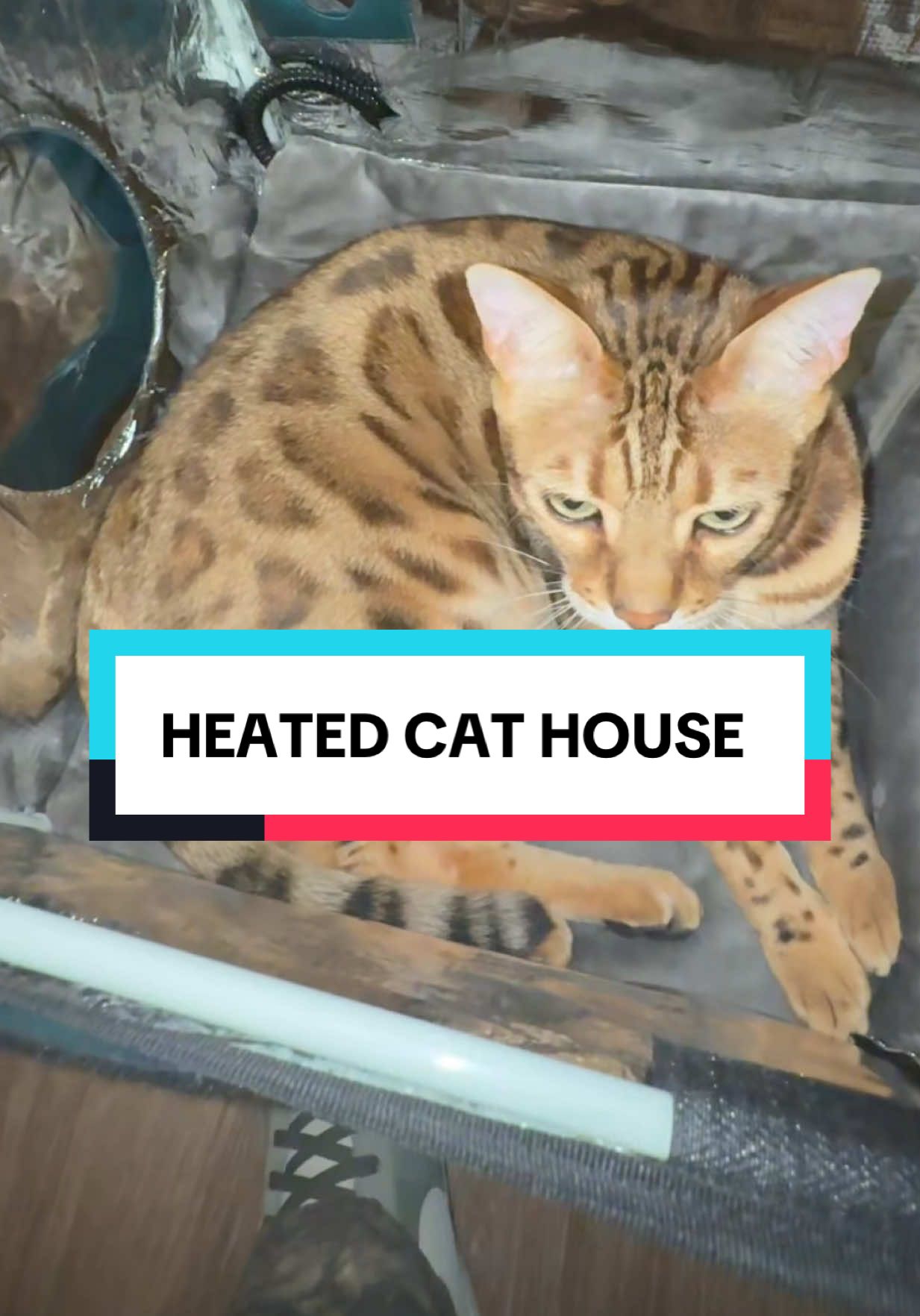 #clawsable #catsoftiktok #cathouse #heatedcathouse #cats  *Disclaimer: Prices, sales, coupons, discount are accurate at the time this video is posted and may vary afterwards as the Seller and TikTok may regularly change their limited-time promotions. Check the product page for the most current price. Free shipping, sale prices, and TikTok coupons may vary by account Whatever items and quantities are in your cart at checkout is exactly what you will receive.