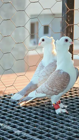 #güvercinler #postakuşucandır #güvercin_sevenler #güvercinaşk #hünkarigüvercin 