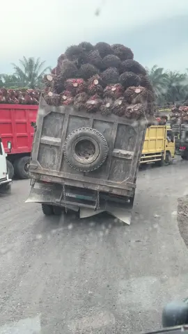 #fyppppppppppppppppppppppp #stekul #🦖🦖 #