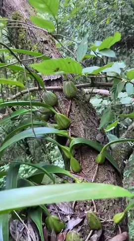 Thanh đạm hay gì ta? Cục ú nu mọng mọng. Muốn cắn ghê 😝😝 #lanrung 