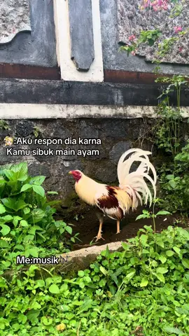 #fyp #ayamfilipin🇵🇭 