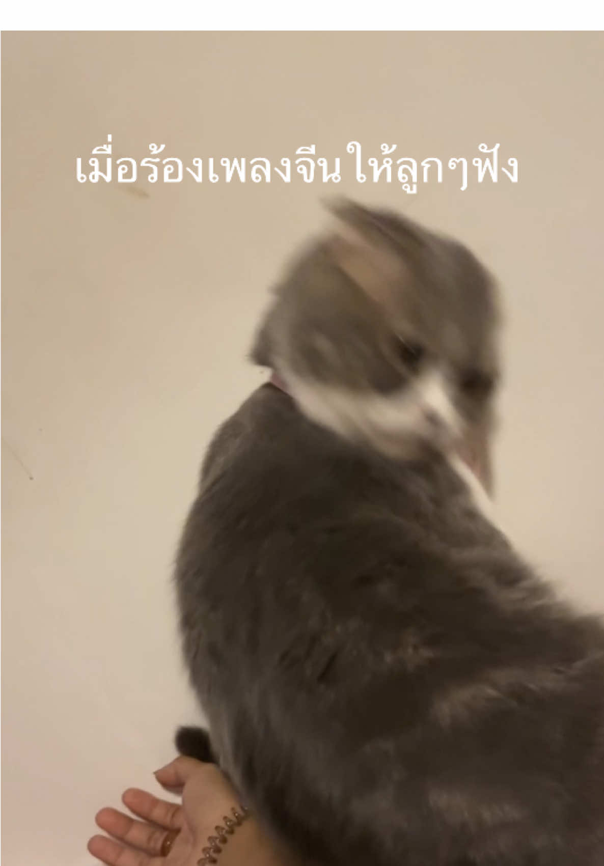 ลูกๆชอบเสียงเราแน่ๆ 555555 #แมว #แมวน่ารักๆ 