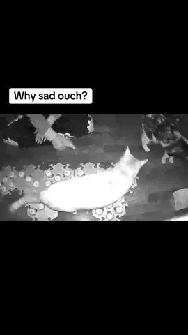 What the camera failed to catch was me screaming “You’re a fucking con artist!” #catsoftiktok #cutecats #animalsoftiktok #kyothecat 