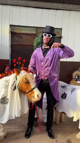 Do you think Tom makes a good oompa loompa ??  😂😂@equinepathwaysuk  #fyp #equestrian #trends 