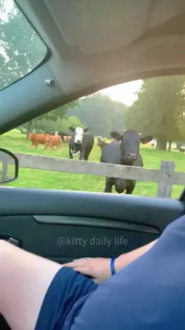 This cow woke up and chose violence #funny #cow #animals #funnyvideos #fyp 