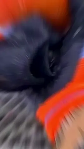 #datoraro #rexo #rexoarmy #curiosidades #memes 