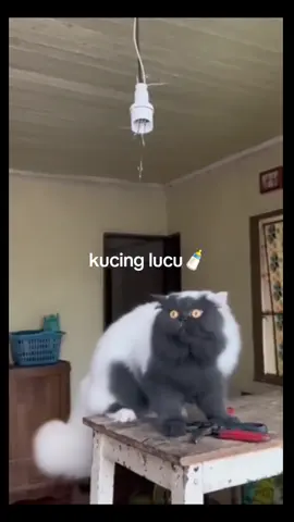 kuncing bikin ngakak😹😹🍼 #kucingcore #fyp #vidioyanglagiviral #1jtviews  #rame 