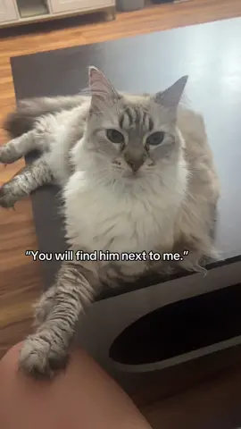 In every lifetime. 🤍 #catsoftiktok #tiktokcats #tiktokpets #fyp 