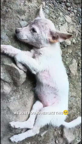 I'm not a dog lover but seing this kind of situation is to heavy for me to see., they need us too!!! she almost died in hunger#CapCut #hungerpuppy 