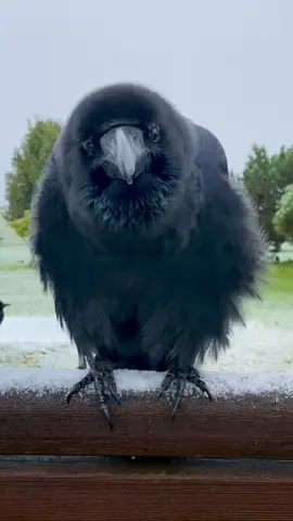 First snow in Crow Wonderland ❄️🐦‍⬛✨ #rakasuthecrow  #crow #crowlovers #カラス #crowtok 