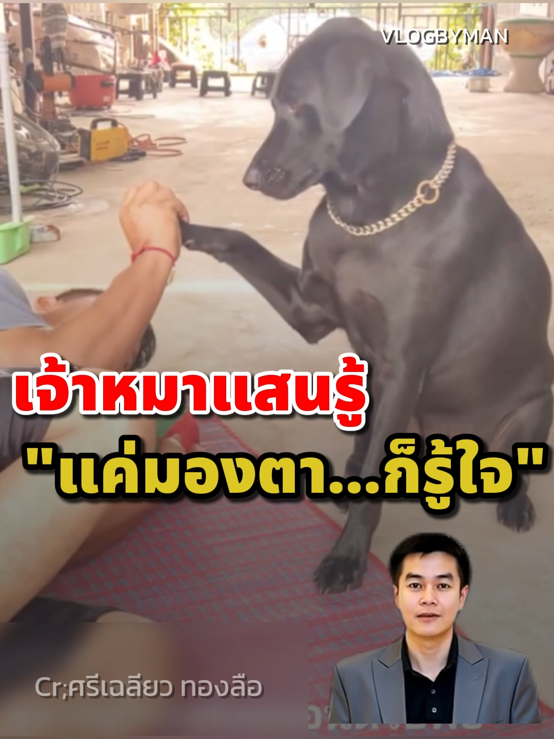 เจ้าหมาแสนรู้ 