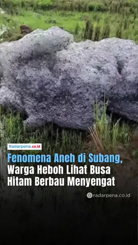 Warga Kecamatan Patokbeusi, Kabupaten Subang, dihebohkan dengan munculnya gumpalan busa hitam yang beterbangan dan masuk ke area permukiman pada Senin (28/10/2025). Fenomena aneh tersebut terekam dalam beberapa video warga dan cepat viral di media sosial. Dalam video berdurasi sekitar 30 detik, busa hitam pekat tampak melayang di udara sebelum menempel di jalan dan atap rumah warga. Warga mengeluhkan bau menyengat serta rasa gatal di kulit setelah terkena busa tersebut. “Awalnya kami kira asap kebakaran, tapi pas didekati ternyata busa hitam. Bau banget, kayak limbah pabrik,” ujar Rohim (45), warga setempat, Selasa (28/10/2025). Pemerintah daerah bersama Dinas Lingkungan Hidup Jawa Barat disebut akan menelusuri asal-usul dan kandungan kimia busa misterius tersebut untuk memastikan apakah berasal dari aktivitas industri di sekitar kawasan. —- #Radarpena #Radarpenanews #Subang #BusaHitam #LimbahPabrik       