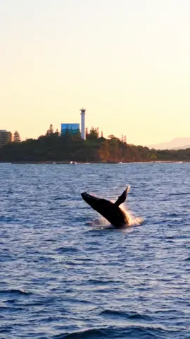 Just popping up to say g'day 🐋 You can often spot these majestic beauties along the Queensland coast during migration season, from May to November. 🎥: IG/primeperspectives 📍: Point Cartwright, @Visit Sunshine Coast, @Queensland, Australia  #SeeAustralia #ComeAndSayGday #Whale #Australia #TravelTok ID: A large whale breaching spectacularly out of the ocean near a rocky headland followed by an aerial view over the whale rolling at the ocean's surface.