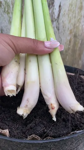 #ปลูกตะไคร้🌱 ทำได้ง่ายในเข่ง ใช้งานสะดวก 5-7 วัน ใบเริ่มแตก #เกษตรมือใหม่ #เกษตร #ปลูกผักกินเอง