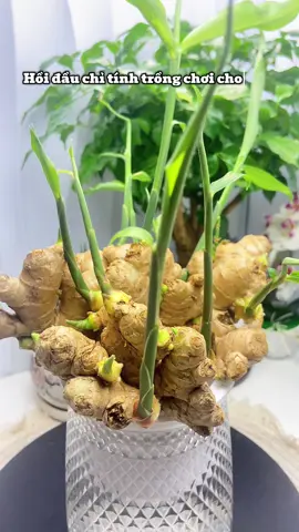 #xh #gungtrongphongthuy #garden 