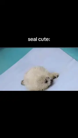 #seal #baby #sealife #zoo #fpyシ 