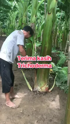 Trichoderma #trichoderma 