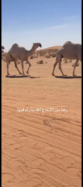 مساكم الله بالخير ✋🏻 #الغازيات #الوسم#المحمية#الموسم#الغازيات_سعد_غازي_ابن_عتيق 