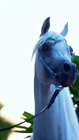 #خيل_وخياله🐎 #اللهم_صلي_على_نبينا_محمد  #الله  #horse #qatar 