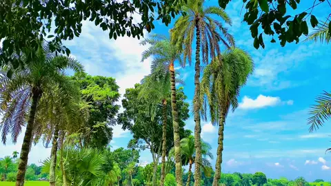 নীল আকাশের  ডানা  #foryou #vairal #fyp #tending #foryoupage 