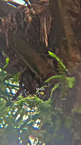 🥺🥺 #panensawit #storysawit🌴🌴 