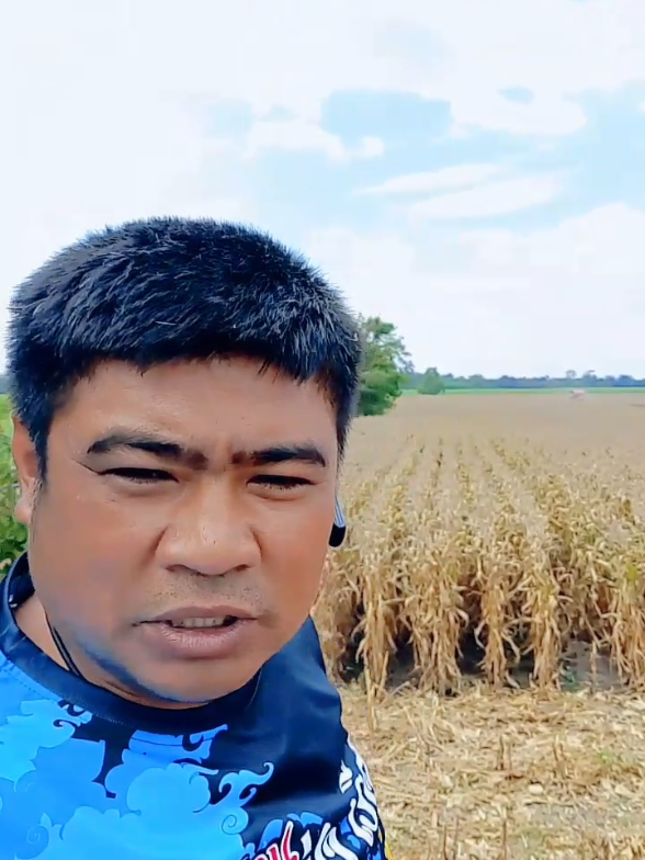 รู้เรื่อง😉😉🤭🤭 #นายฝ้ายบุญรอด #ขวัญเรือนการเกษตร #รวยรุ่งเรือง #รู้เรื่องกระเบื้องร้าว 