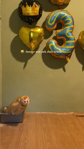 🫣ultah nya sak berak . ✨🎁🎂
