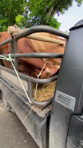 Seger tayang bakaln super🐂#peternakmuda #peternaksapiindonesia #sapilimosinsuper #sapisimental #fyppppppppppppppppppppppp 