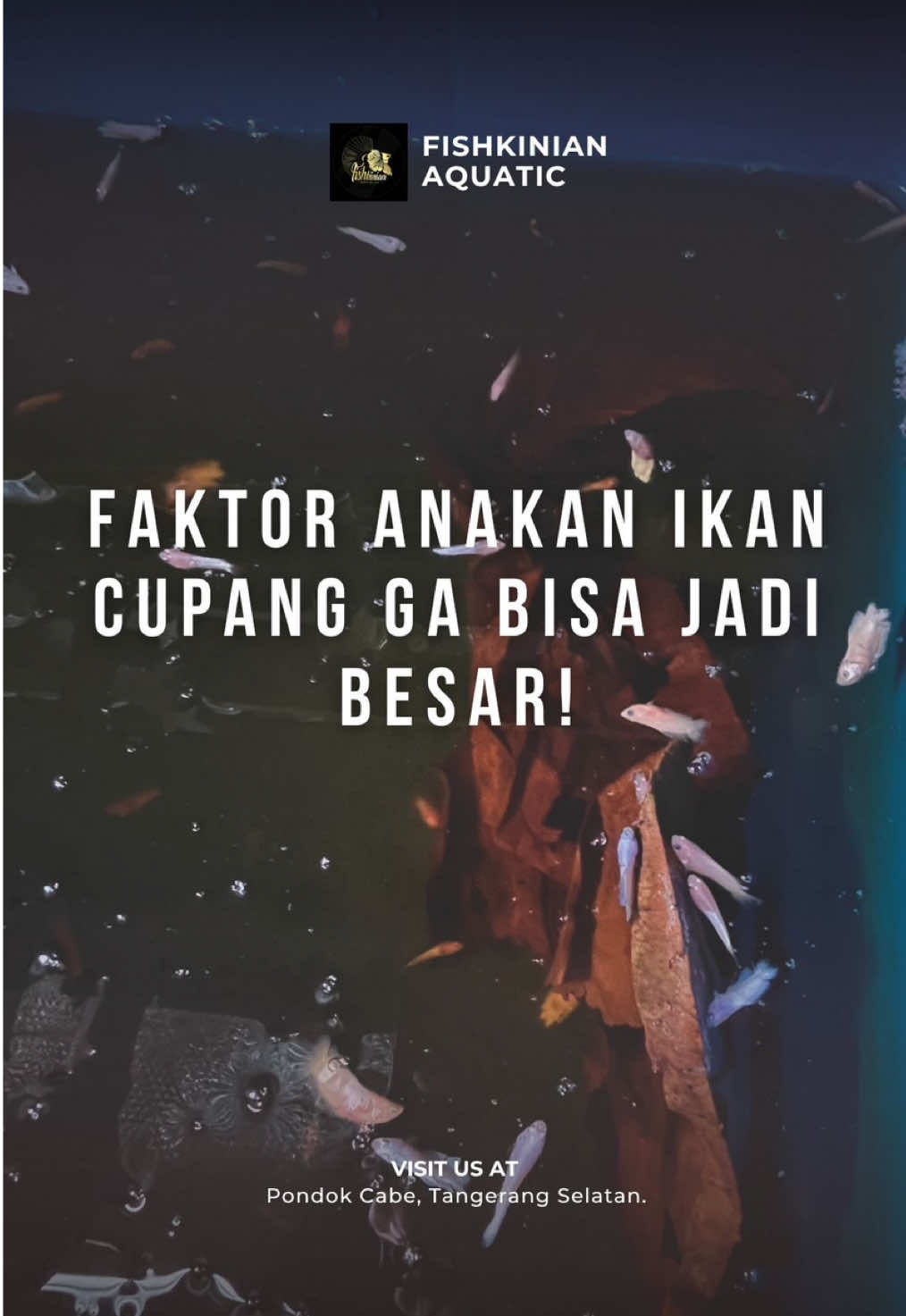 Alasan anakan ikan cupang ga besar-besar?! Pokoknya simak aja dah videonya 🙈😂 #fishkinian #ikancupang #bettafish #cupanghias #ikanhias 