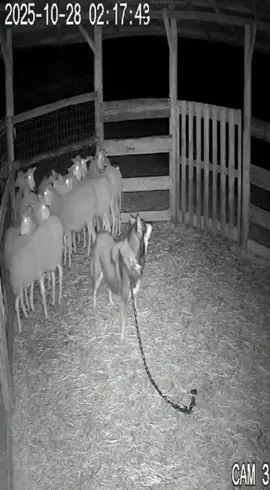 #skinwalker #cryptid #scary #cctv #foundfootage What a strange monster. The dog protects though. 