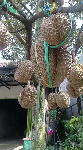 #durianmontong #durianwonosalam 