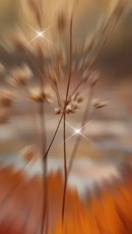 хорошего дня 🍁❣️🍁❣️🍁