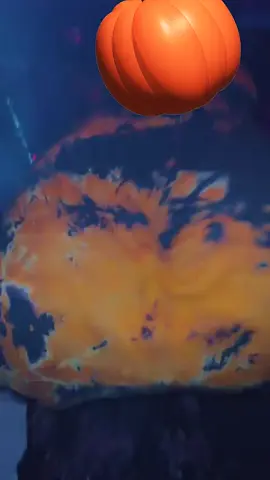 Hadaa lacag wadatid kalay jawi qado #pppppppppppppppp #fy #xxxxxxx #xanfaresh #fryou 