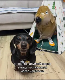 еще чут чут и терпение лопнет 😆 #щитпост #щп #любовь #таксы #puppylove #dachshunds #dachshund 
