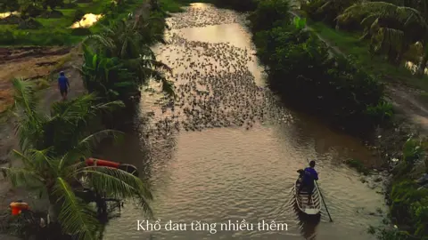 Nhiều khi nghĩ Chăng vịt cũng nhàn #chill #binhyen #tamtrang #xuhuong #mientay 